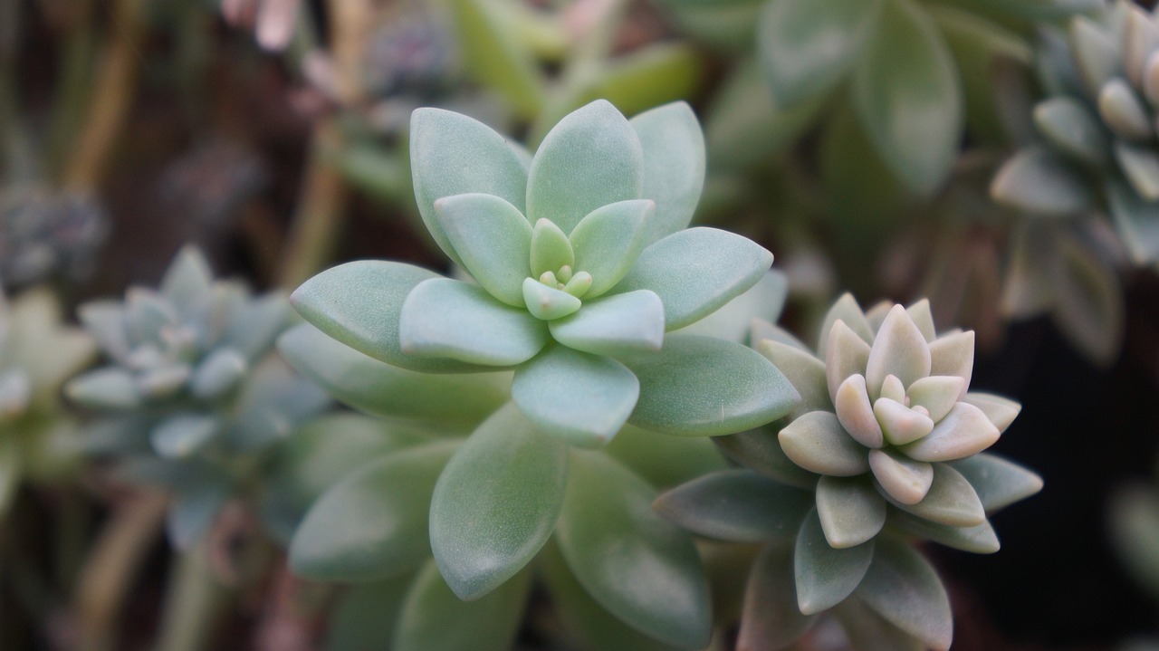 Best Plants for a Low-Water Backyard